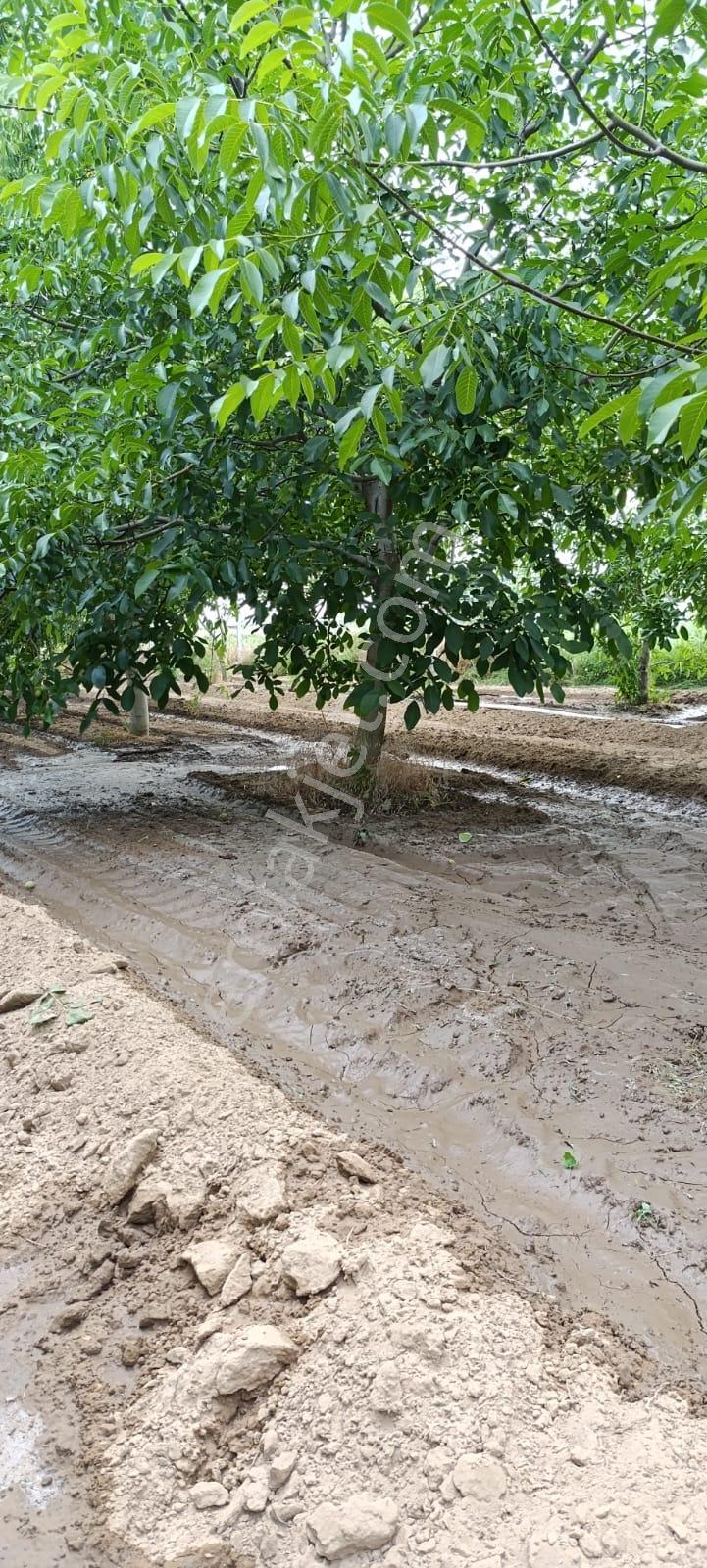 Edirne Karaağaç Mahallesinde Satılık Ceviz Bahçesi - Görsel 9