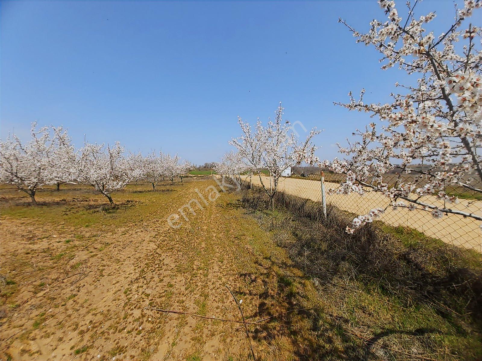 Edirne Lalapaşa Büyünlü Köyünde Satılık Badem Dikili Bahçe - Görsel 16