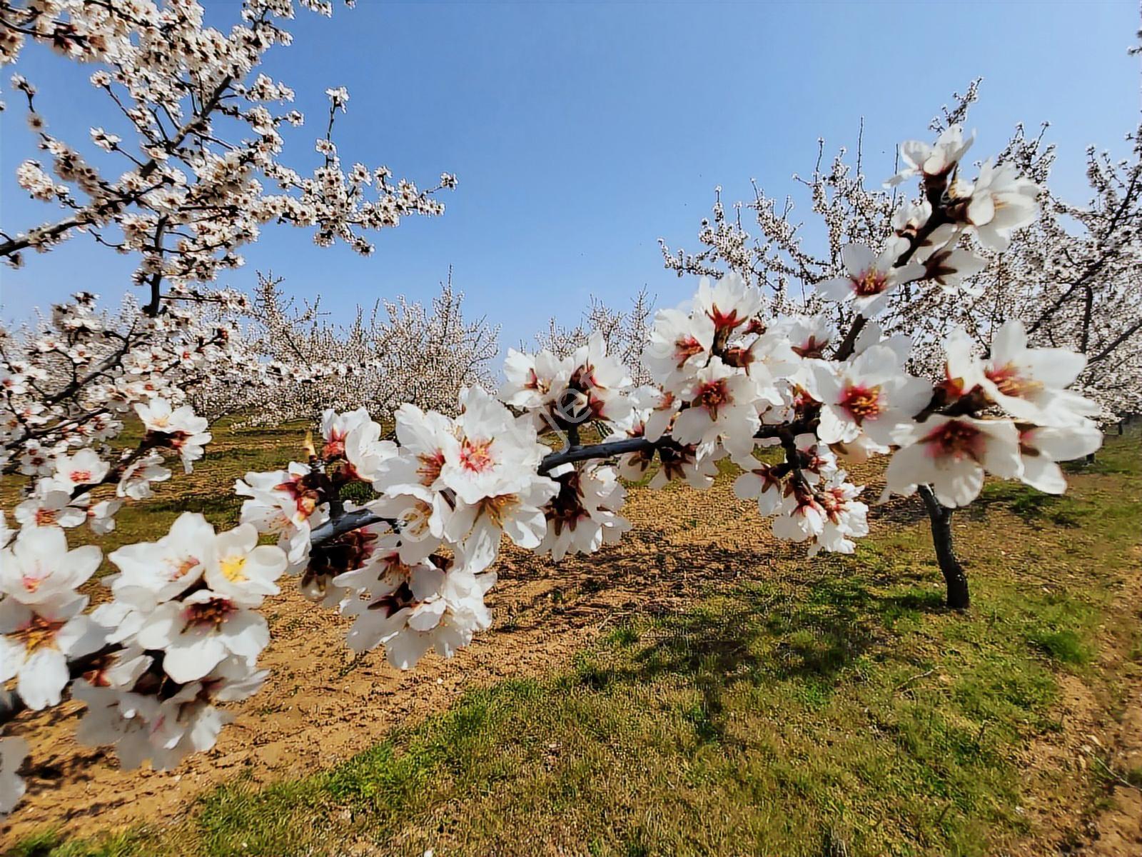 Edirne Lalapaşa Büyünlü Köyünde Satılık Badem Dikili Bahçe - Görsel 7