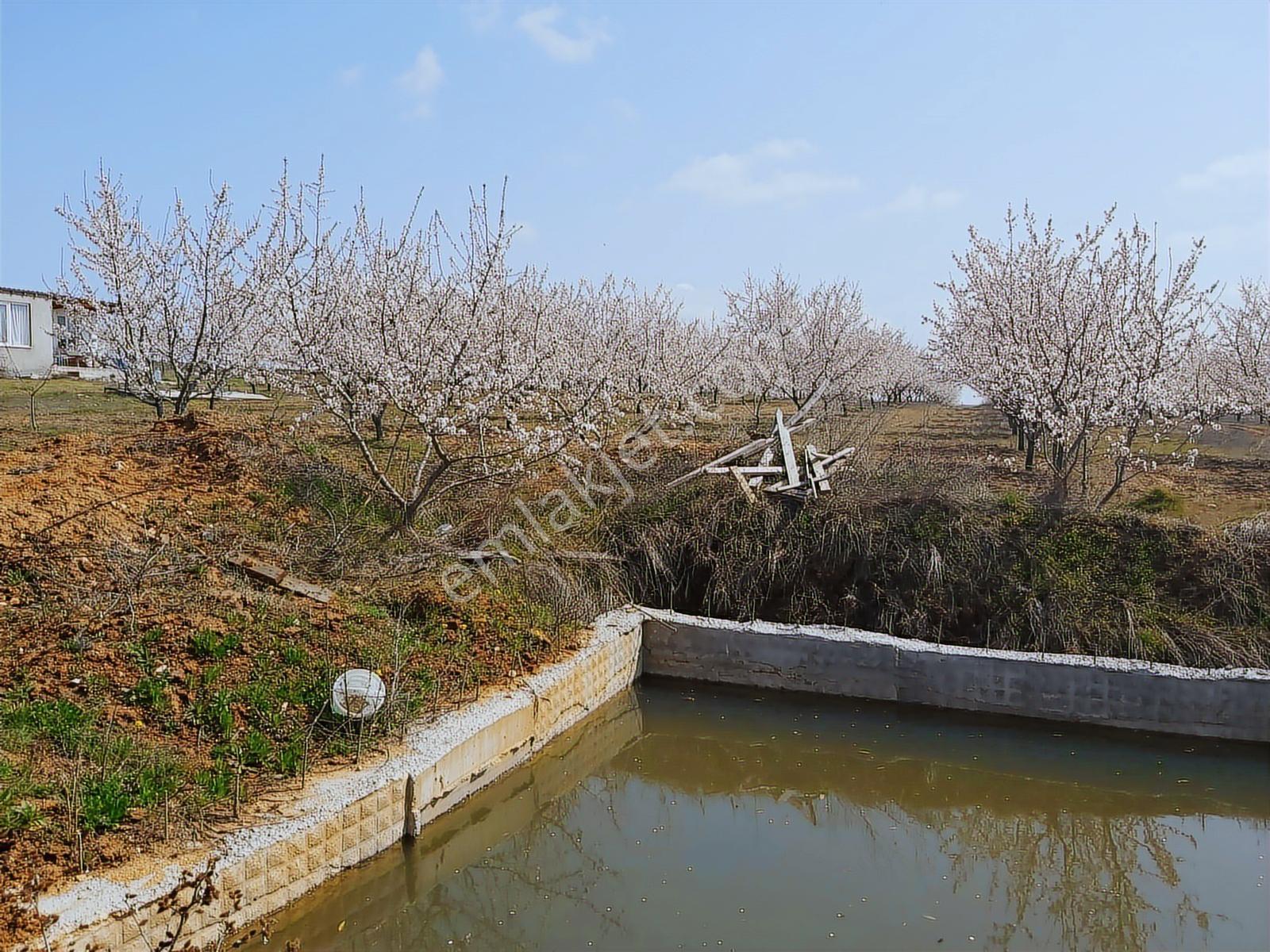 Edirne Lalapaşa Büyünlü Köyünde Satılık Badem Dikili Bahçe - Görsel 9