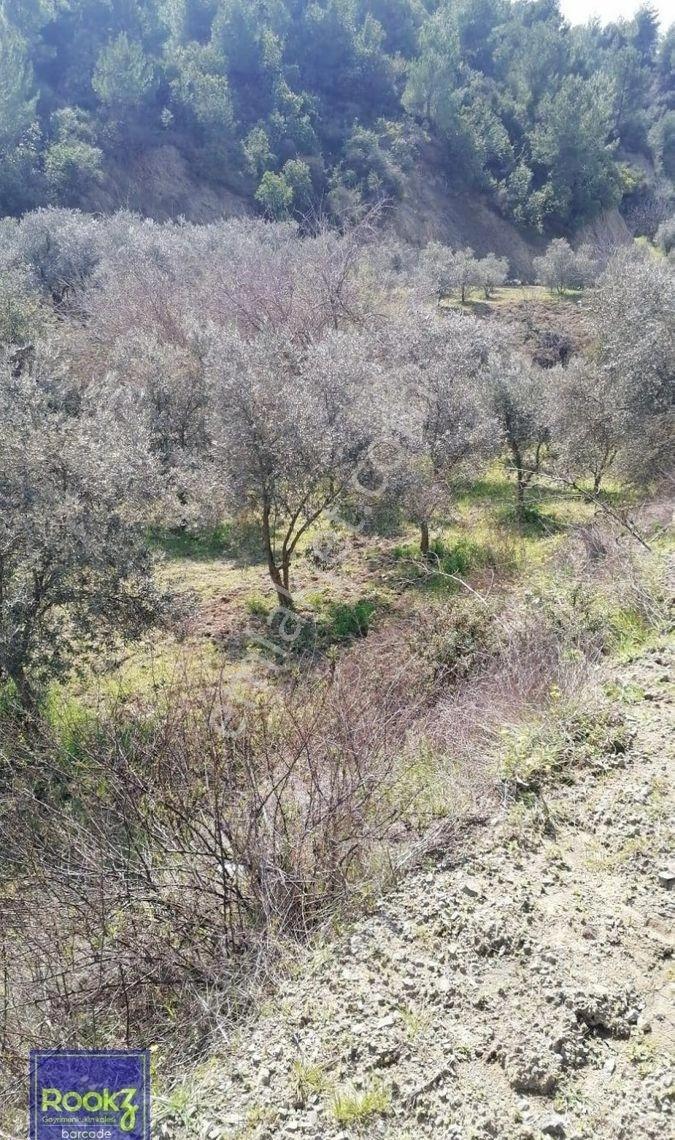 Karlısu İle Kisecik Yolu Üzeri Satılık Zeytinlik - Görsel 6
