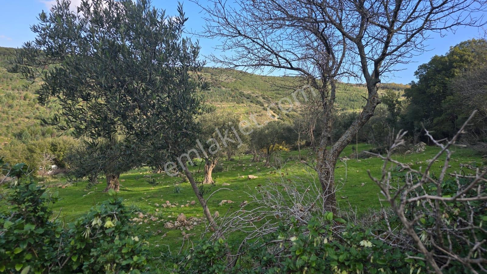Bergama Sindel Mahallesinde Satılık Zeytinlik - Görsel 12