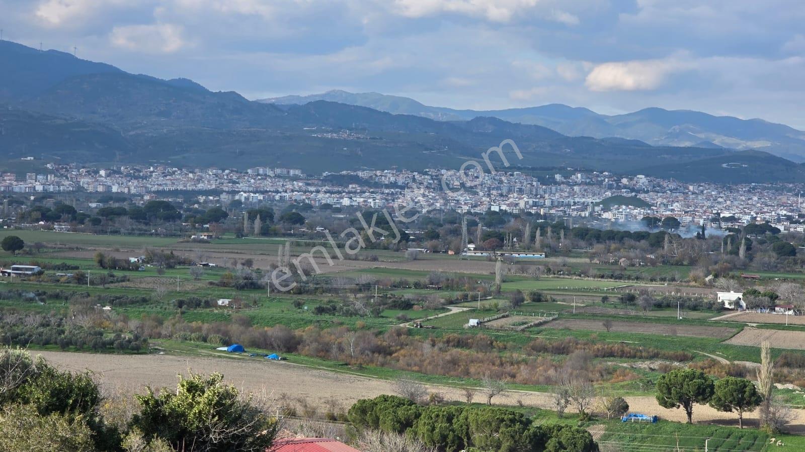 Bergama Sindel Mahallesinde Satılık Zeytinlik - Görsel 2