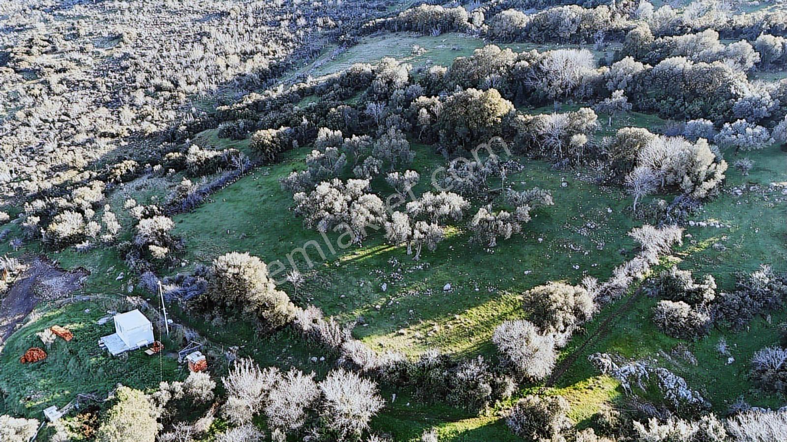 Bergama Sindel Mahallesinde Satılık Zeytinlik - Görsel 14