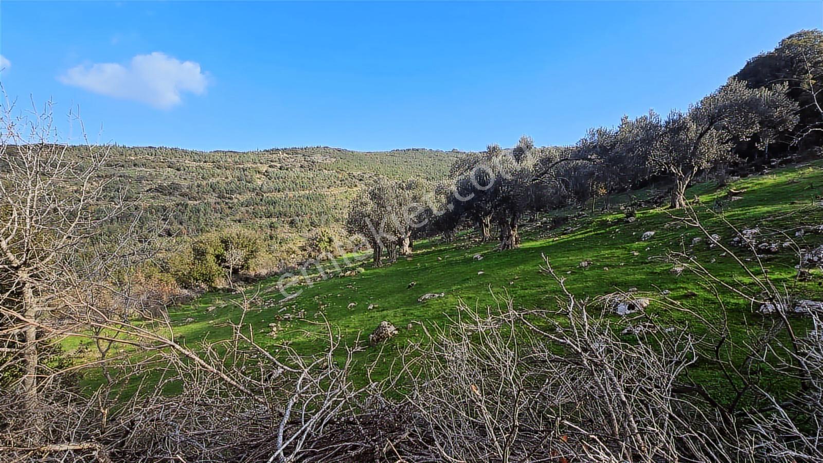 Bergama Sindel Mahallesinde Satılık Zeytinlik - Görsel 27