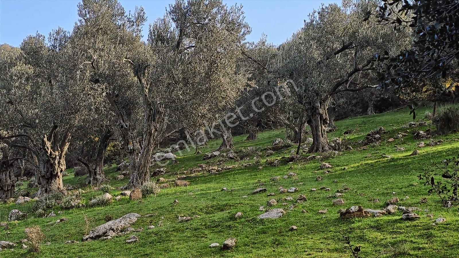 Bergama Sindel Mahallesinde Satılık Zeytinlik - Görsel 19