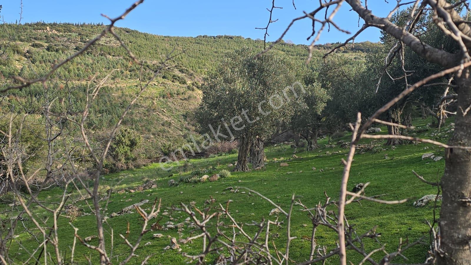 Bergama Sindel Mahallesinde Satılık Zeytinlik - Görsel 34