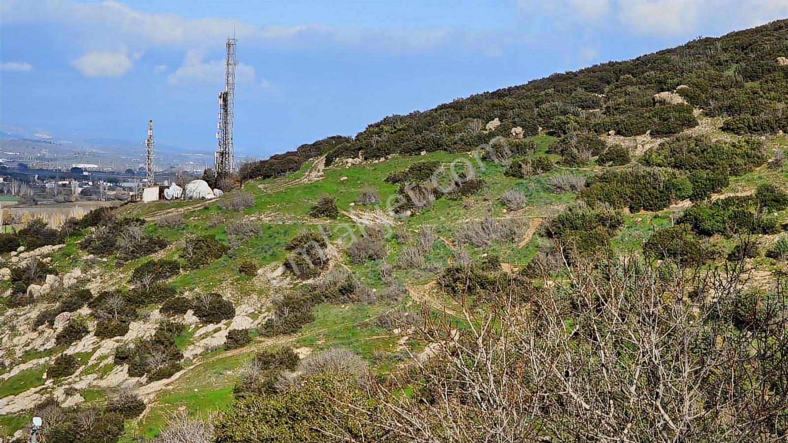 Bergama Sindel Mahallesinde Satılık Zeytinlik - Görsel 28