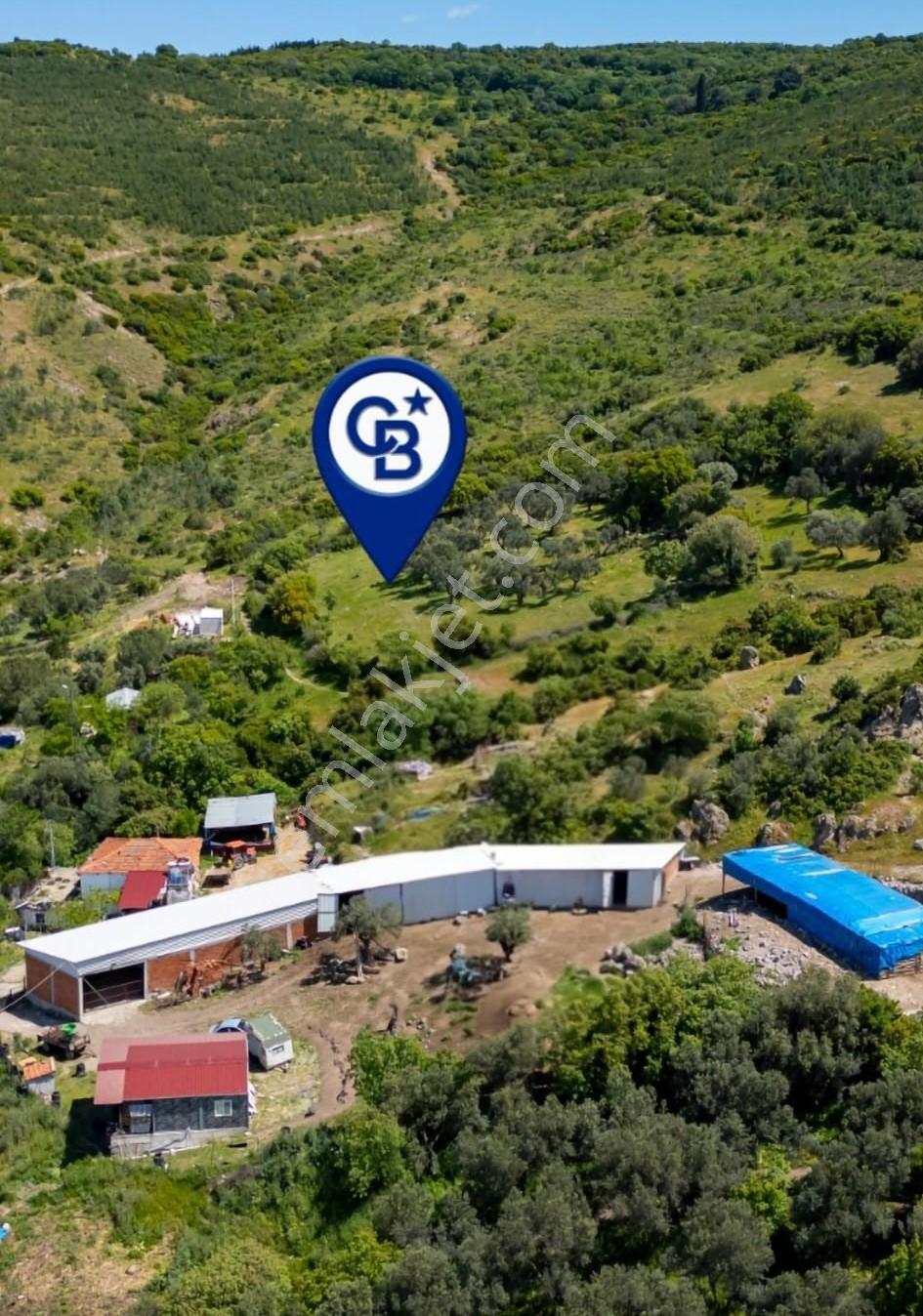 Bergama Sindel Mahallesinde Satılık Zeytinlik