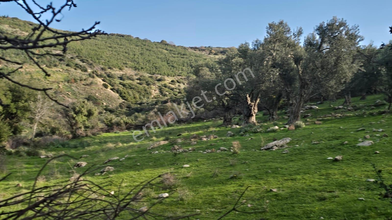 Bergama Sindel Mahallesinde Satılık Zeytinlik - Görsel 24
