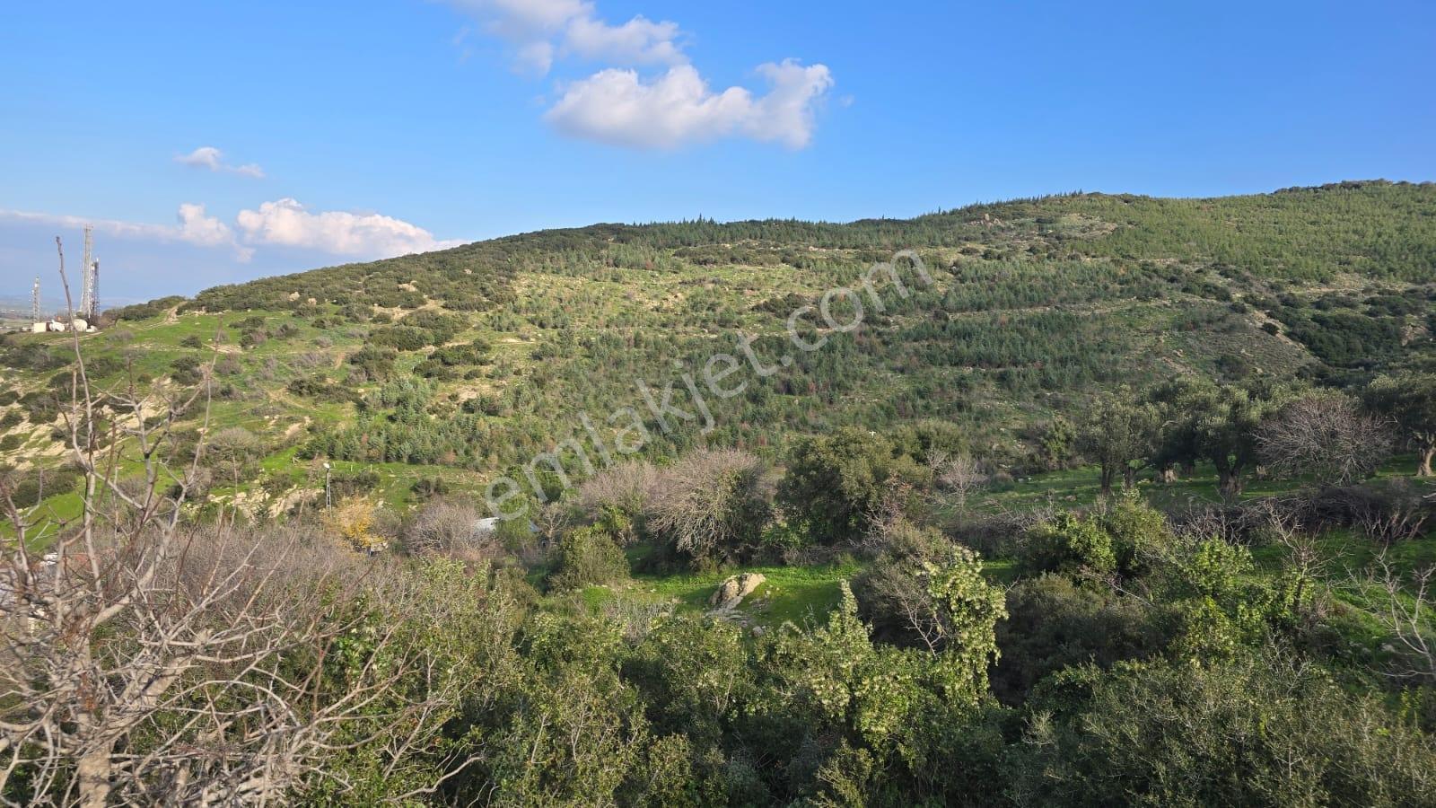 Bergama Sindel Mahallesinde Satılık Zeytinlik - Görsel 18