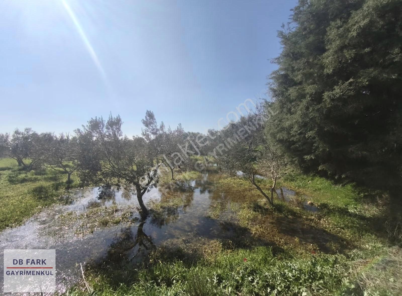 Sanayi Yakını Tek Tapu Satılık Zeytinlik - Görsel 12