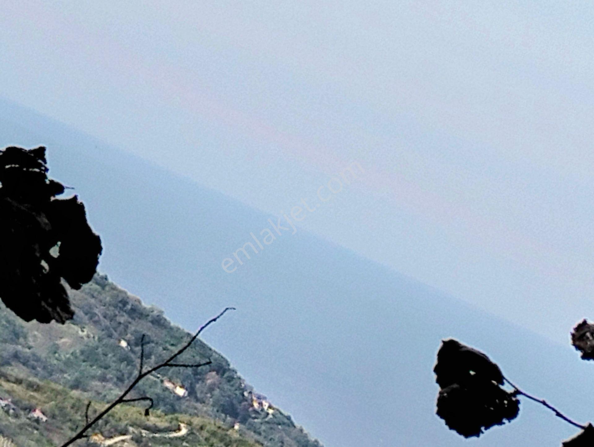Fındık Bahçesi Ordu Perşembe - Görsel 5