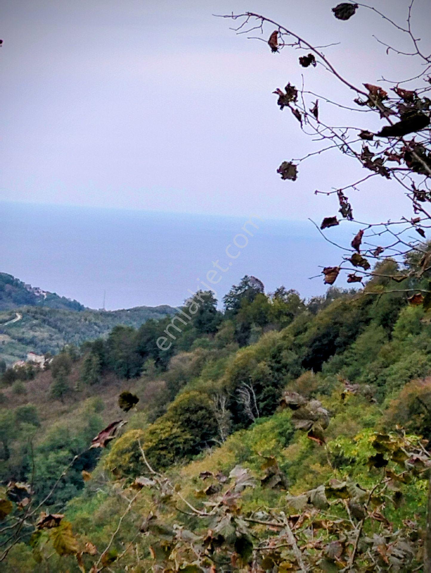 Fındık Bahçesi Ordu Perşembe - Görsel 3