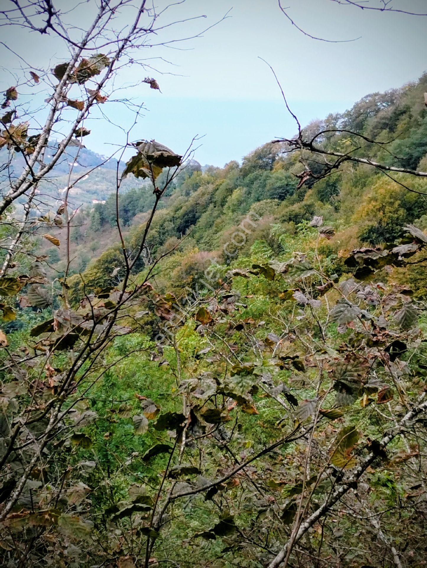 Fındık Bahçesi Ordu Perşembe - Görsel 9