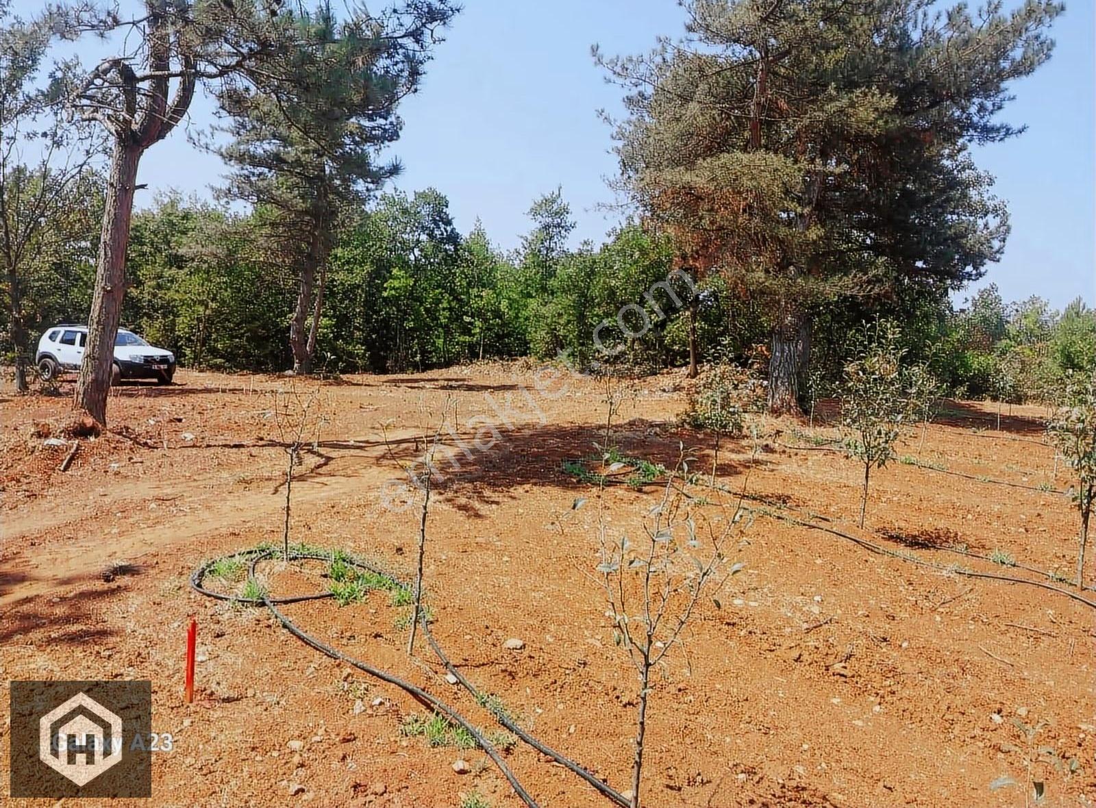 Kestel Babasultan Mh Satılık 750mt2 Resmi Yol,ormana Cephe Tarla