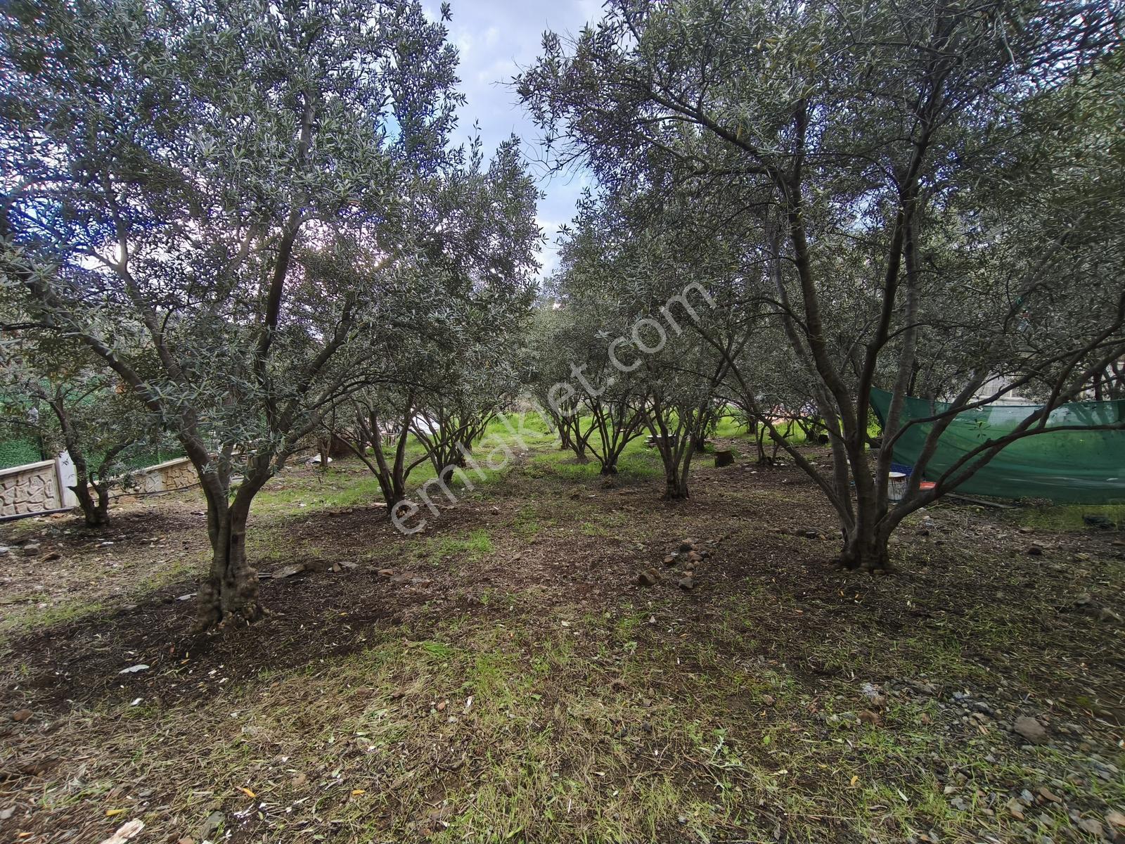 Fethiye Yanıklarda Denize Yürüme Mesafesinde Satılık Tarla - Görsel 3