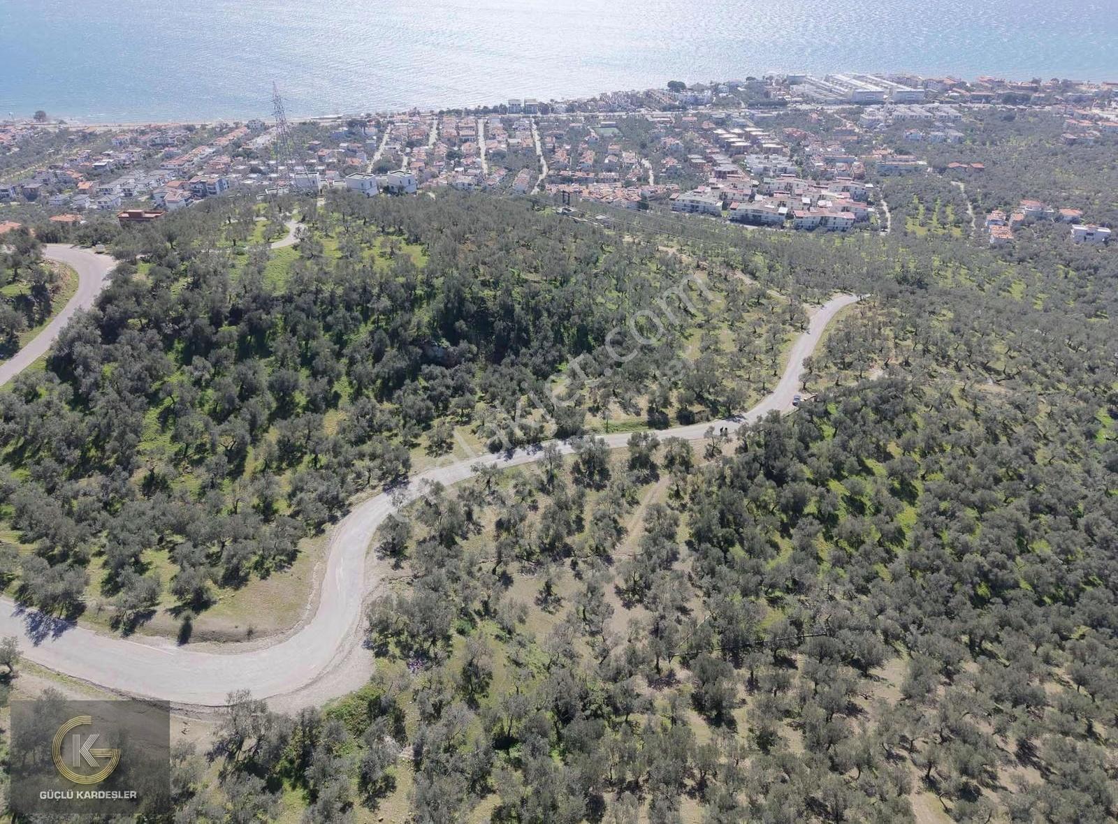Tekyetki Güçlü Kardeşler Yola Cepheli Manzaralı Fırsat Zeytinlik - Görsel 11