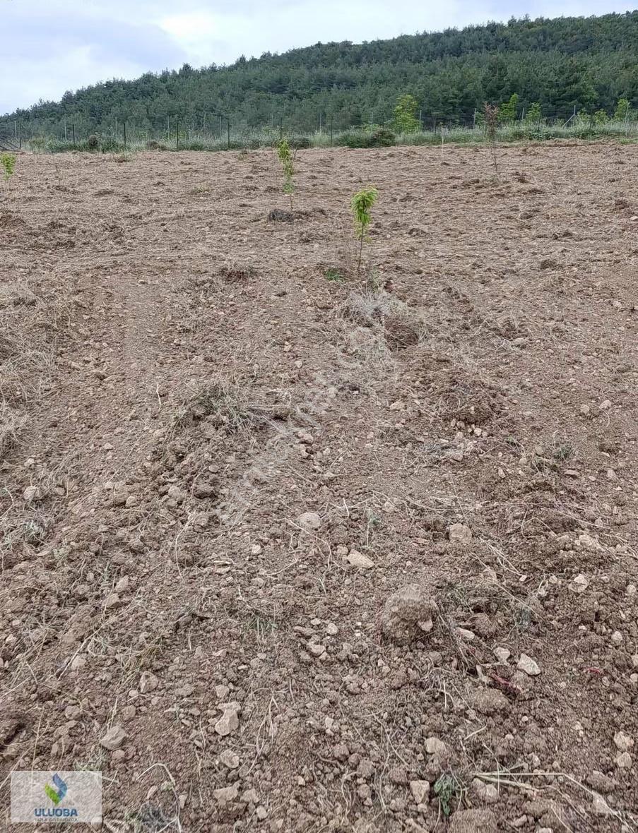 Uluoba'dan Bilecikte Hazır Kurulu Bahçe - Görsel 25