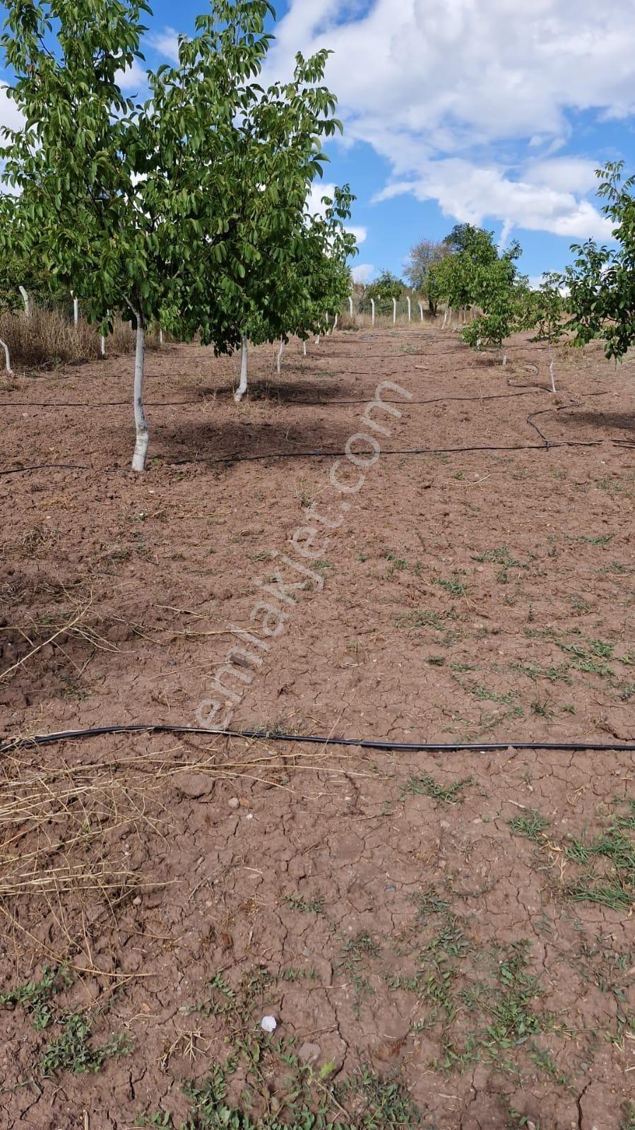 Yatırımlık...bilecik Gölpazarında 6780 M2 (araç Takaslı) Bahçe - Görsel 24