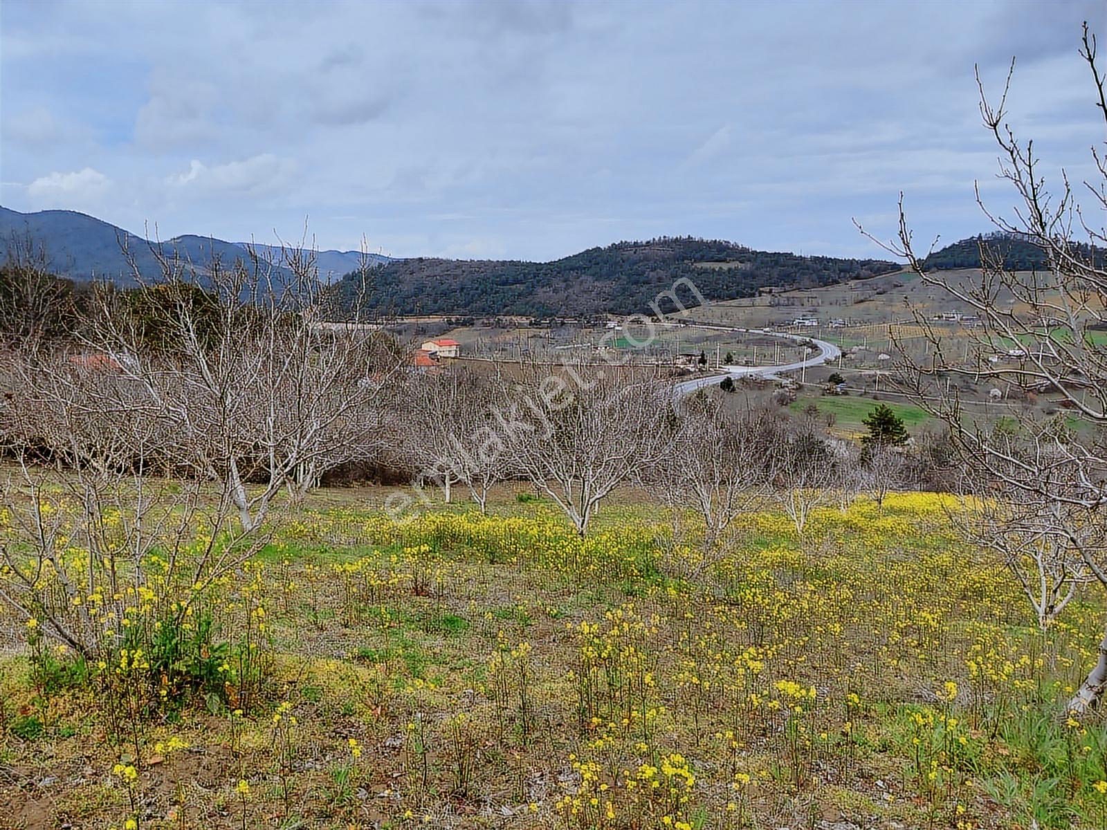 Hacıosmanlar Da Satılık 4.717 M2 Ceviz Ve Fındık Bahçesi - Görsel 8