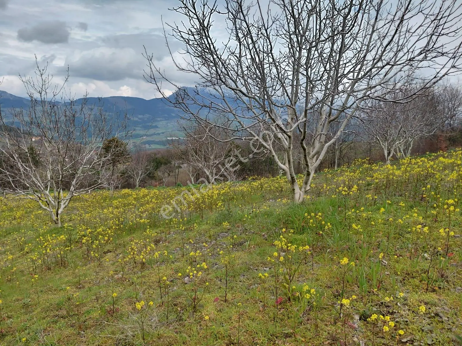 Hacıosmanlar Da Satılık 4.717 M2 Ceviz Ve Fındık Bahçesi - Görsel 4