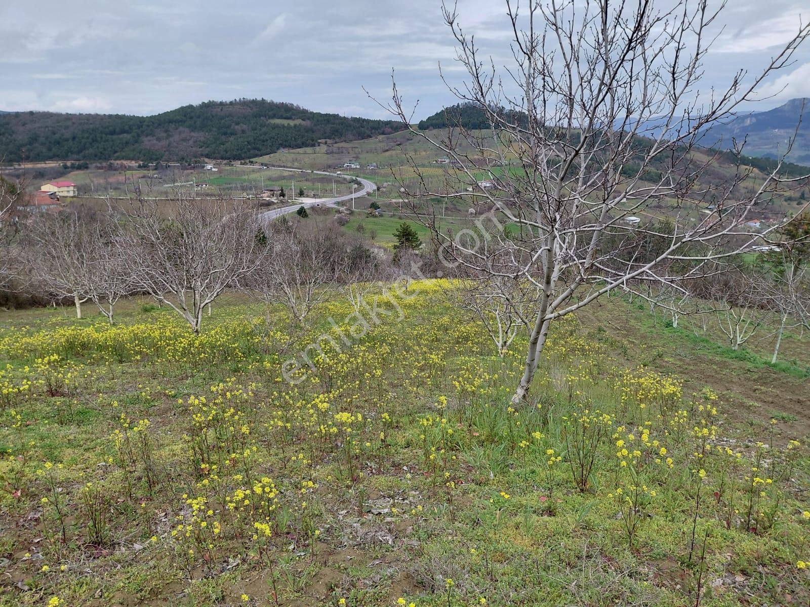 Hacıosmanlar Da Satılık 4.717 M2 Ceviz Ve Fındık Bahçesi - Görsel 9