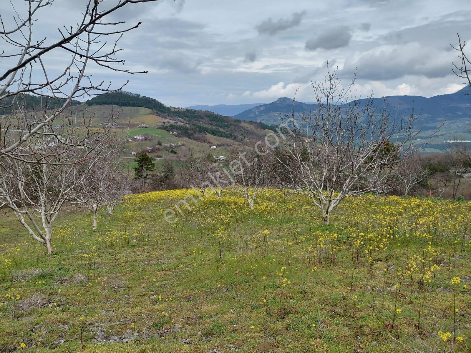 Hacıosmanlar Da Satılık 4.717 M2 Ceviz Ve Fındık Bahçesi - Görsel 10