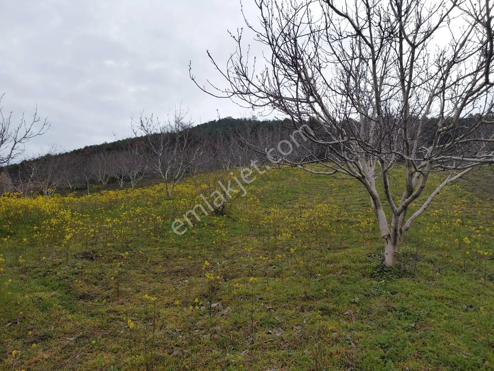 Hacıosmanlar Da Satılık 4.717 M2 Ceviz Ve Fındık Bahçesi - Görsel 5