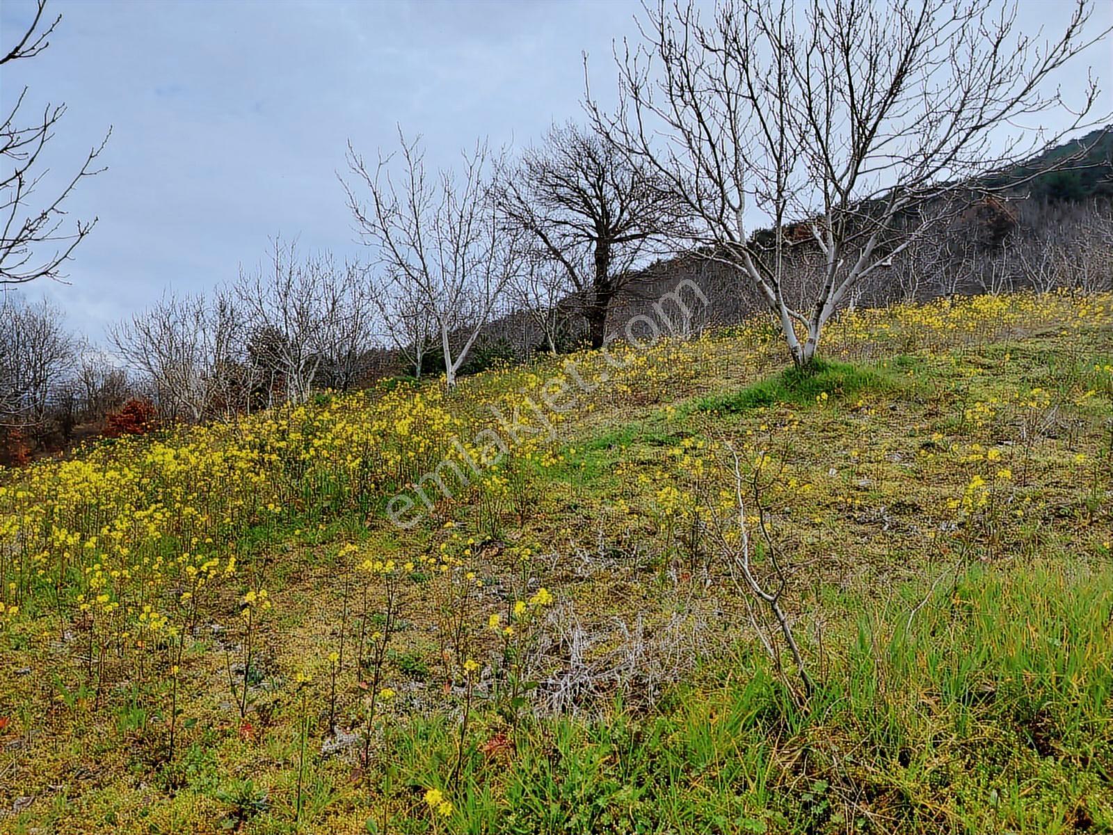 Hacıosmanlar Da Satılık 4.717 M2 Ceviz Ve Fındık Bahçesi - Görsel 20