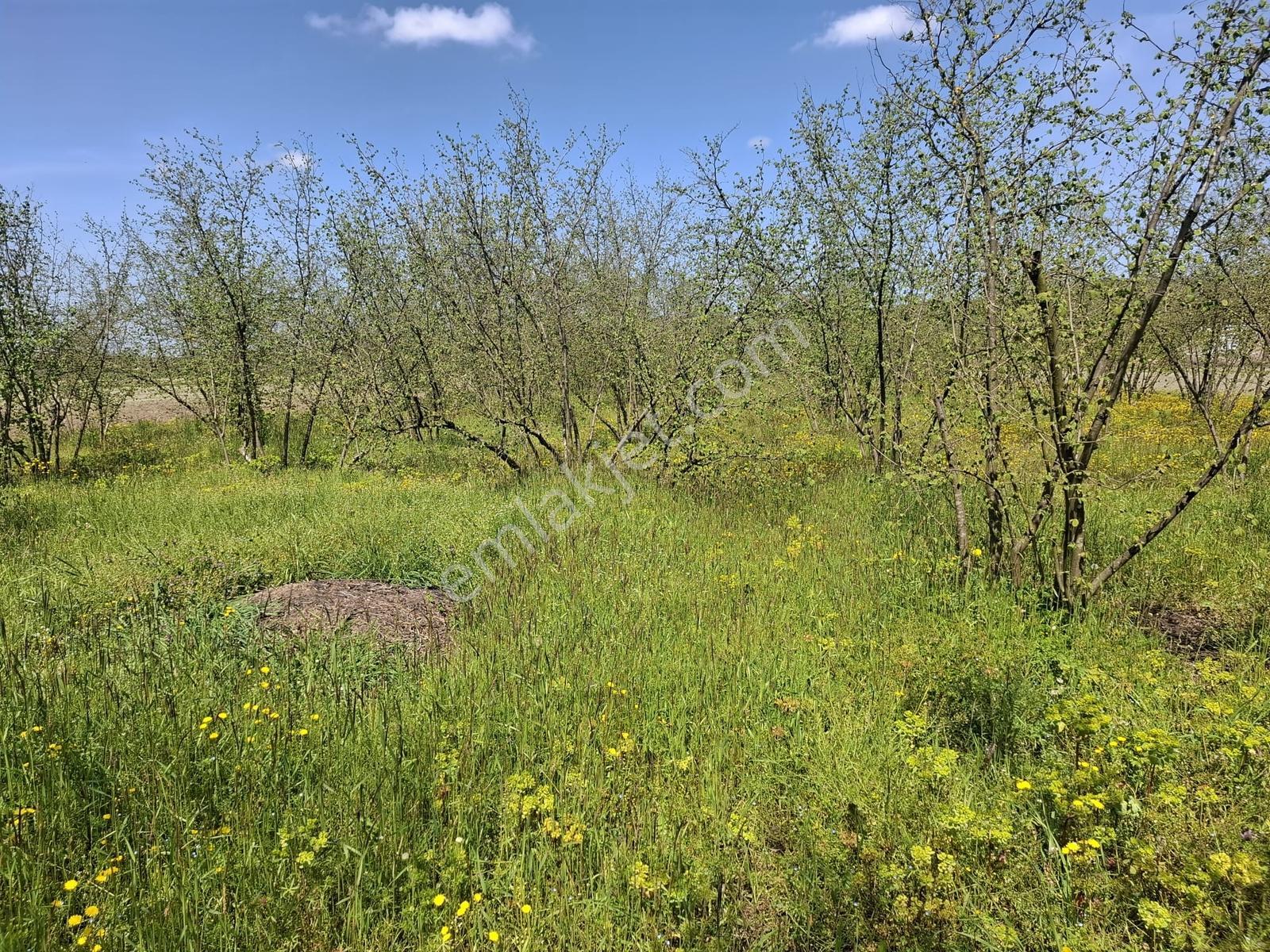 Kurudilde Tarıma Elverişli 10.978 M2 Satılık Tarla - Görsel 10