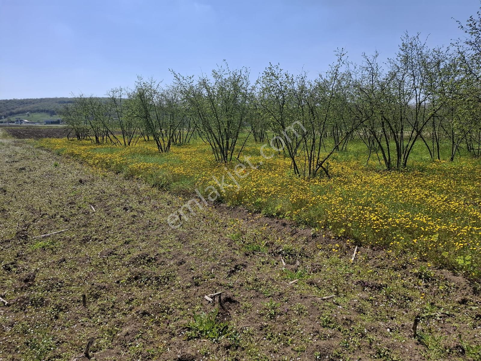Kurudilde Tarıma Elverişli 10.978 M2 Satılık Tarla - Görsel 20