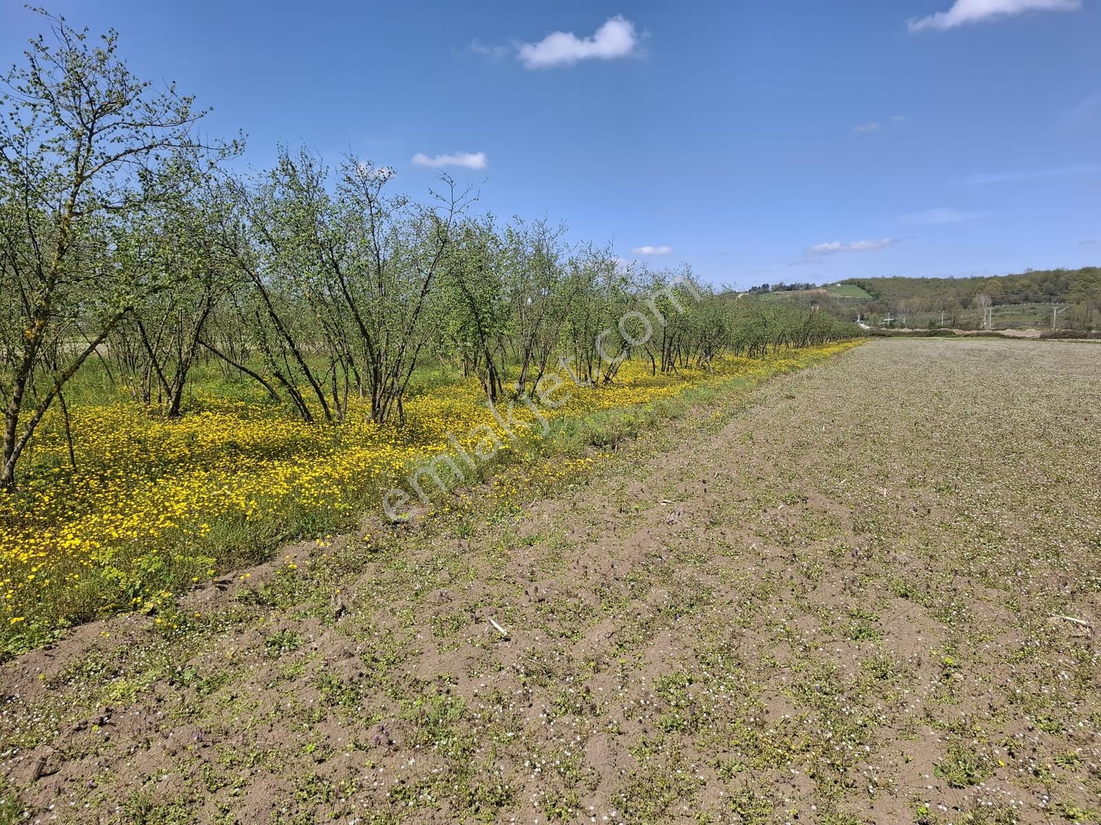 Kurudilde Tarıma Elverişli 10.978 M2 Satılık Tarla - Görsel 19