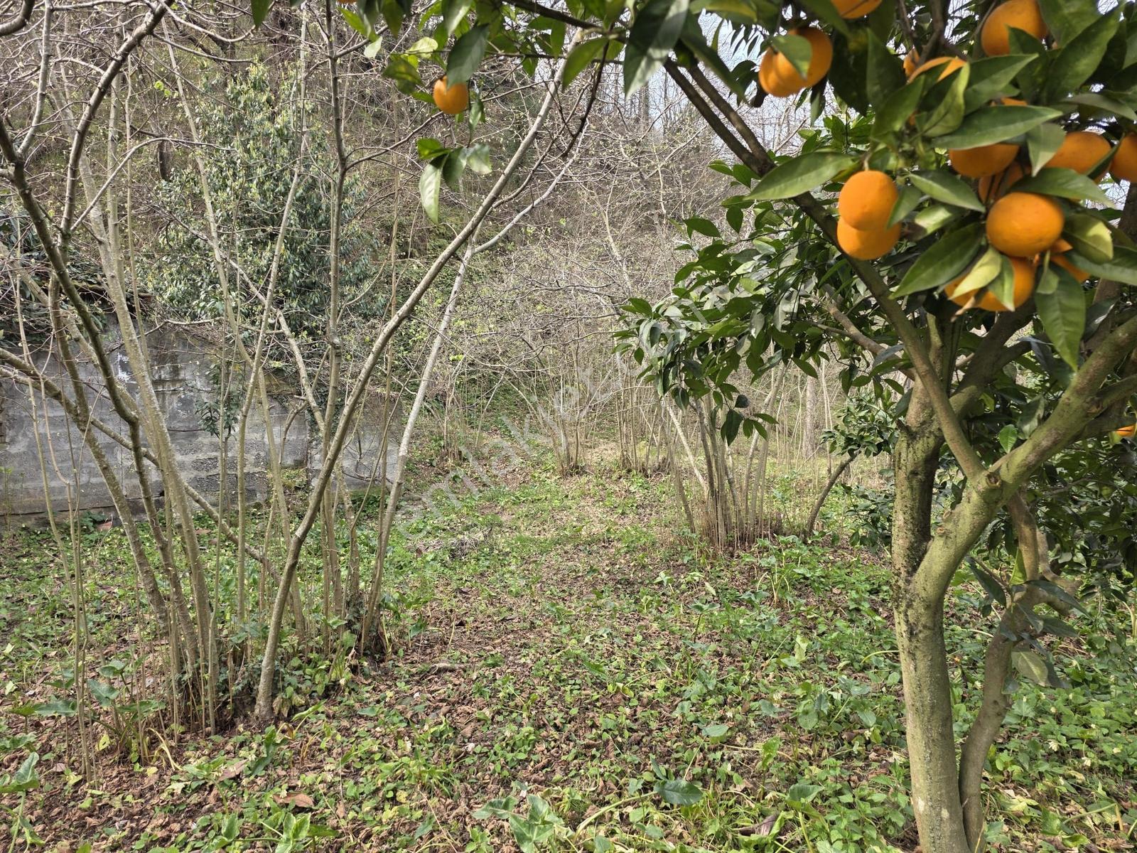 Trabzon Vakfıkebir De Satılık İmarlı Arsa - Görsel 11