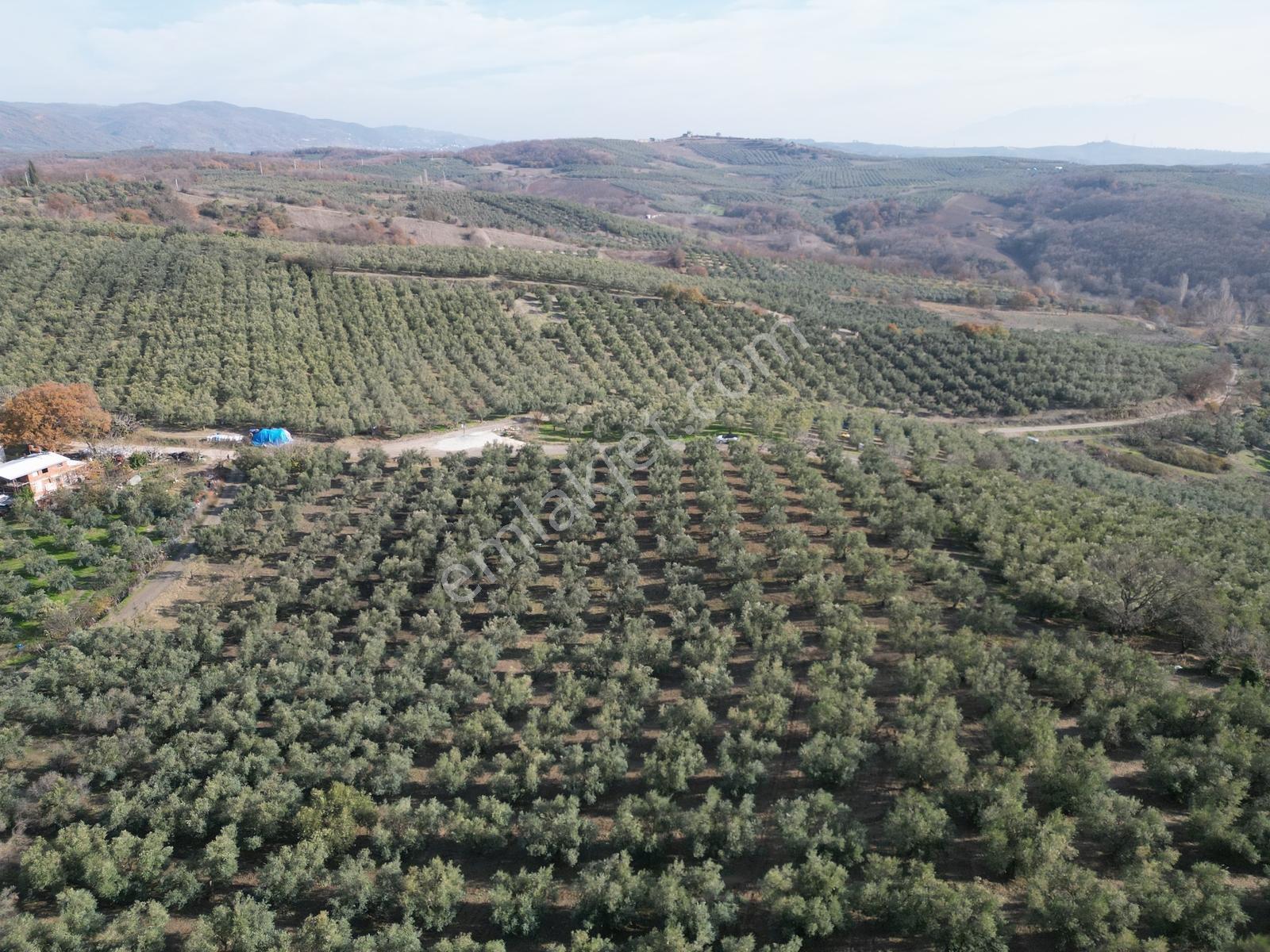 Mudanya Yaman Mh.'nde Yola 120 Metre Cepheli Satılık Zeytinlik* - Görsel 3