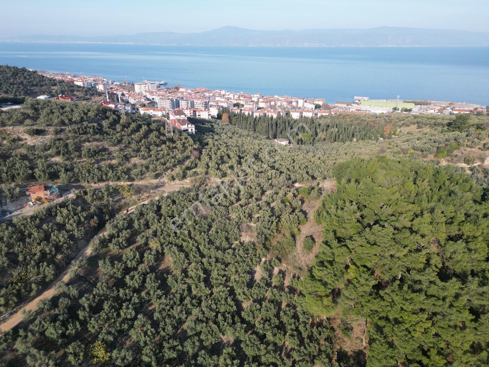 Mudanya Ömerbey Mh.'nde Yola 60 Metre Cepheli Satılık Zeytinlik - Görsel 7