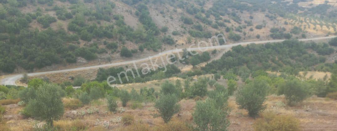 Bozdoğan Kızıltepe Mah.8282 M2 Ana Yola Sıfır Satılık Zeytinlik - Görsel 5