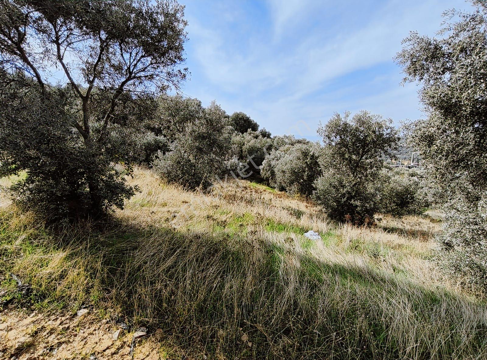 İzmir Kiraz Çayağzı'nda Anayola Yakın 12.566 M2 Satılık Tarla - Görsel 11