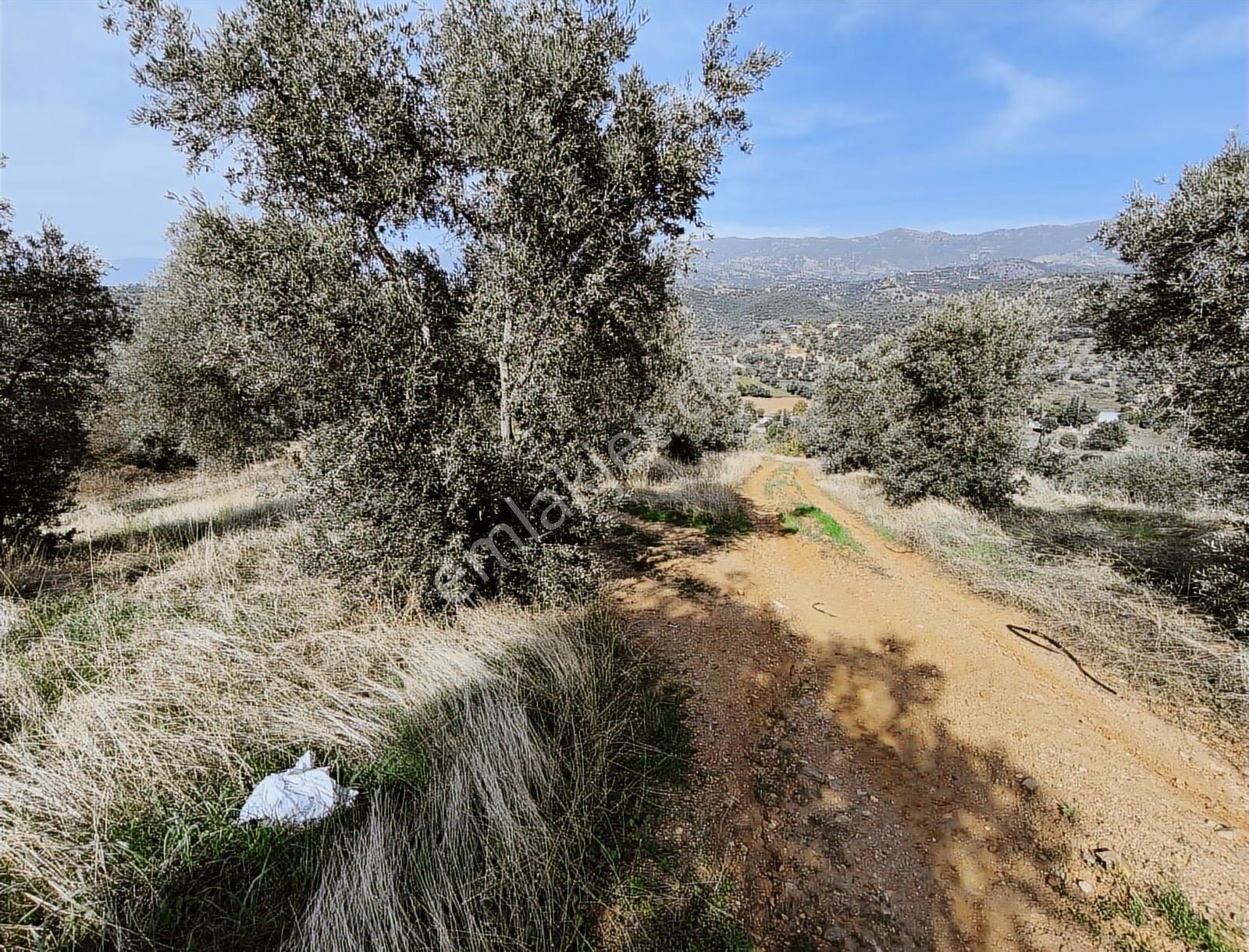 İzmir Kiraz Çayağzı'nda Anayola Yakın 12.566 M2 Satılık Tarla - Görsel 17
