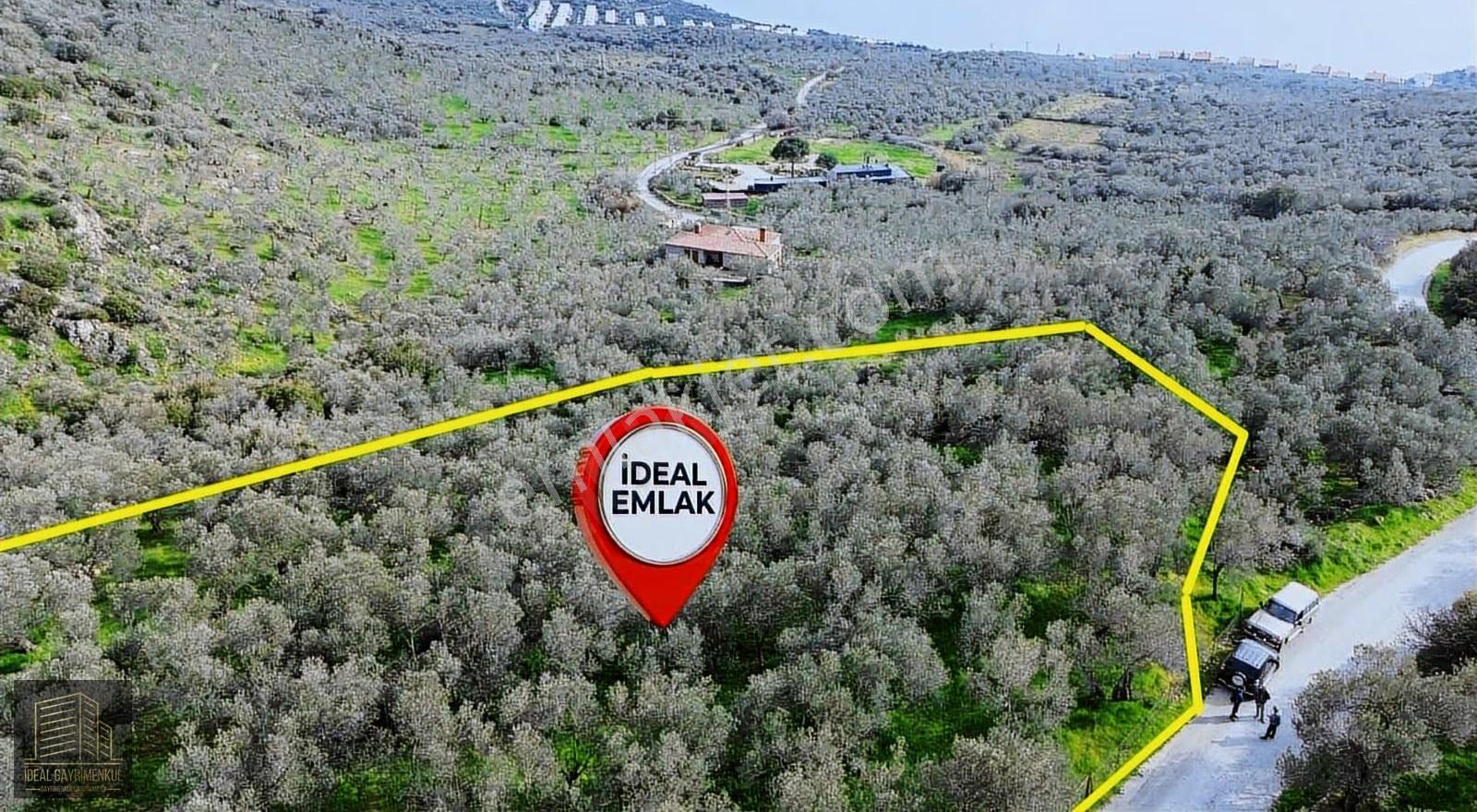 Denize 1 Km! Kocaköy'de Kadastral Yollu, Fırsat Zeytinlik - Görsel 11