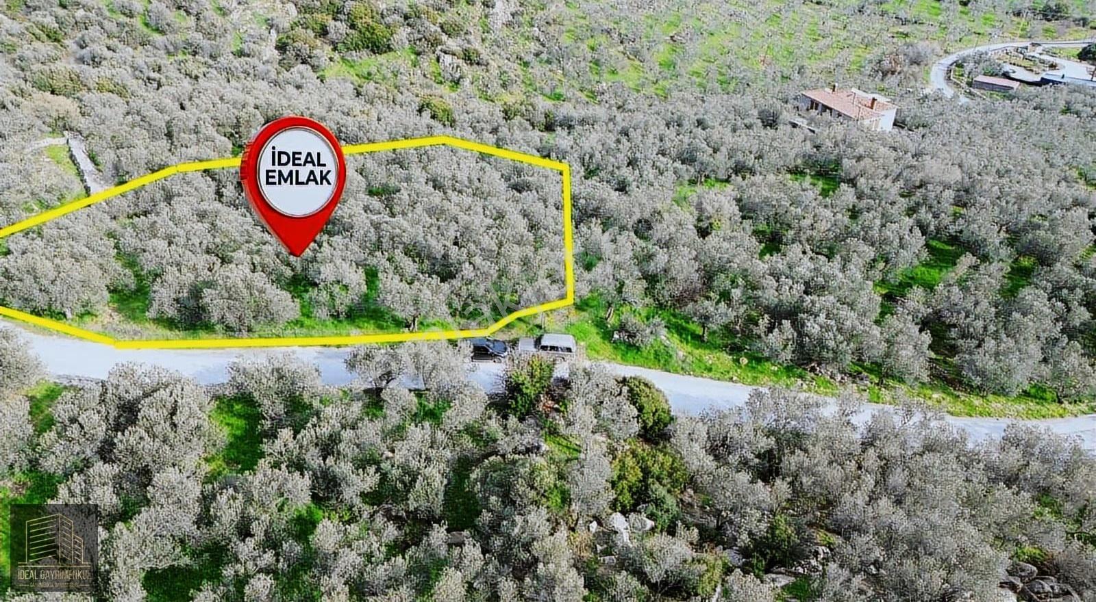 Denize 1 Km! Kocaköy'de Kadastral Yollu, Fırsat Zeytinlik - Görsel 13