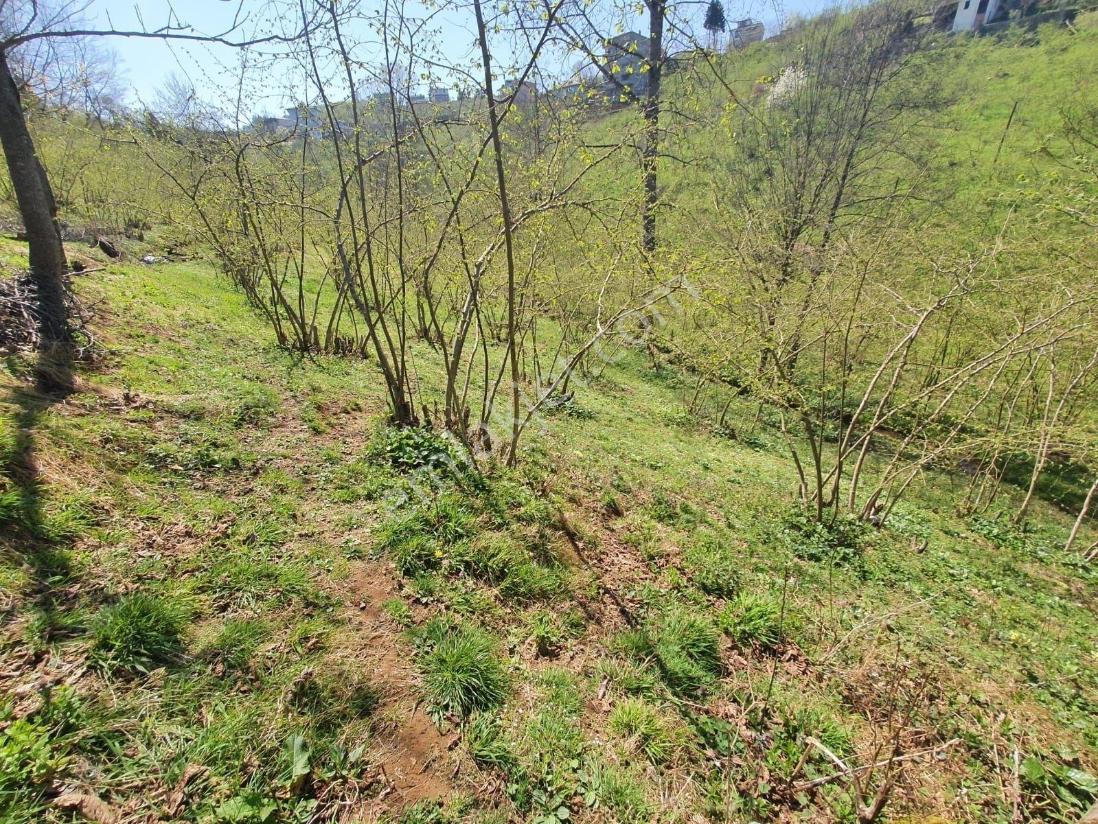 Ermax'dan Çilekli Köyünde 1075 M2 Harika Arazi(araç Takaslı) - Görsel 5
