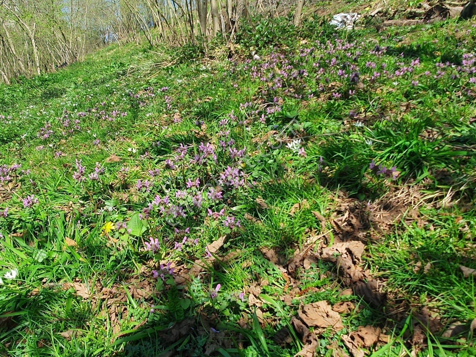 Ermax'dan Çilekli Köyünde 1075 M2 Harika Arazi(araç Takaslı) - Görsel 3