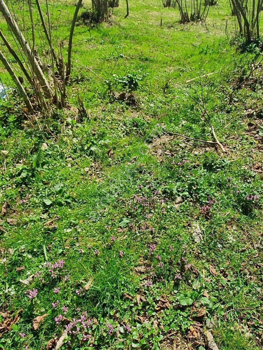 Ermax'dan Çilekli Köyünde 1075 M2 Harika Arazi(araç Takaslı) - Görsel 7