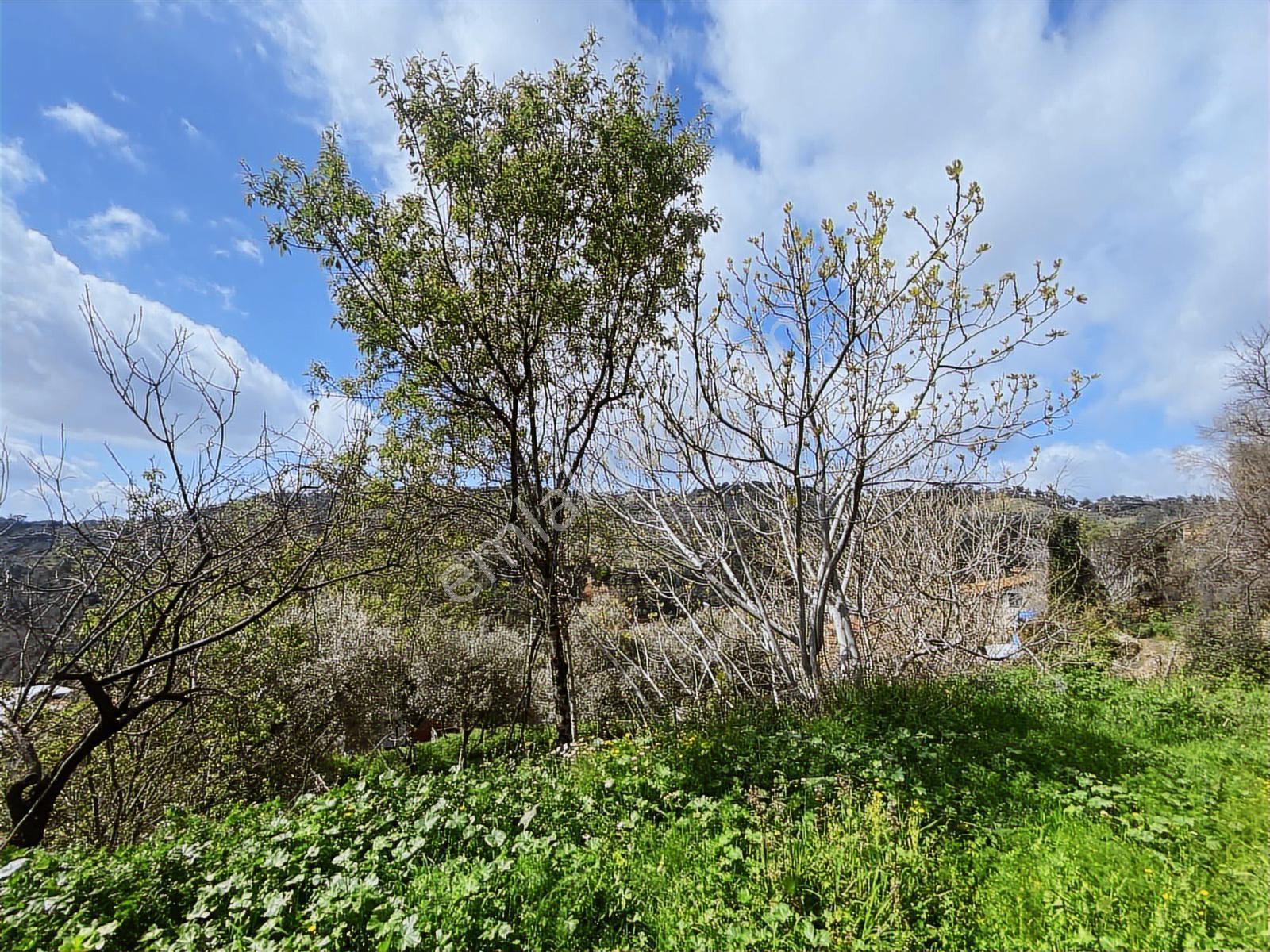 Aydın Efeler Yukarı Balıkköyde Satılık 1.616 M2 Meyve Bayçesi - Görsel 25