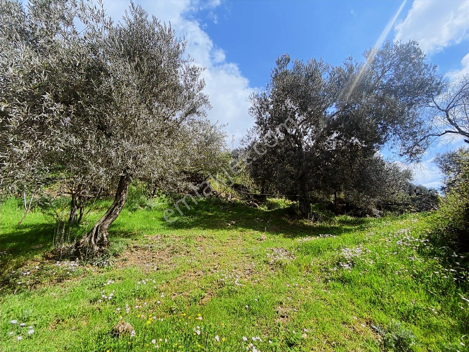 Aydın Efeler Yukarı Balıkköyde Satılık 1.616 M2 Meyve Bayçesi - Görsel 23