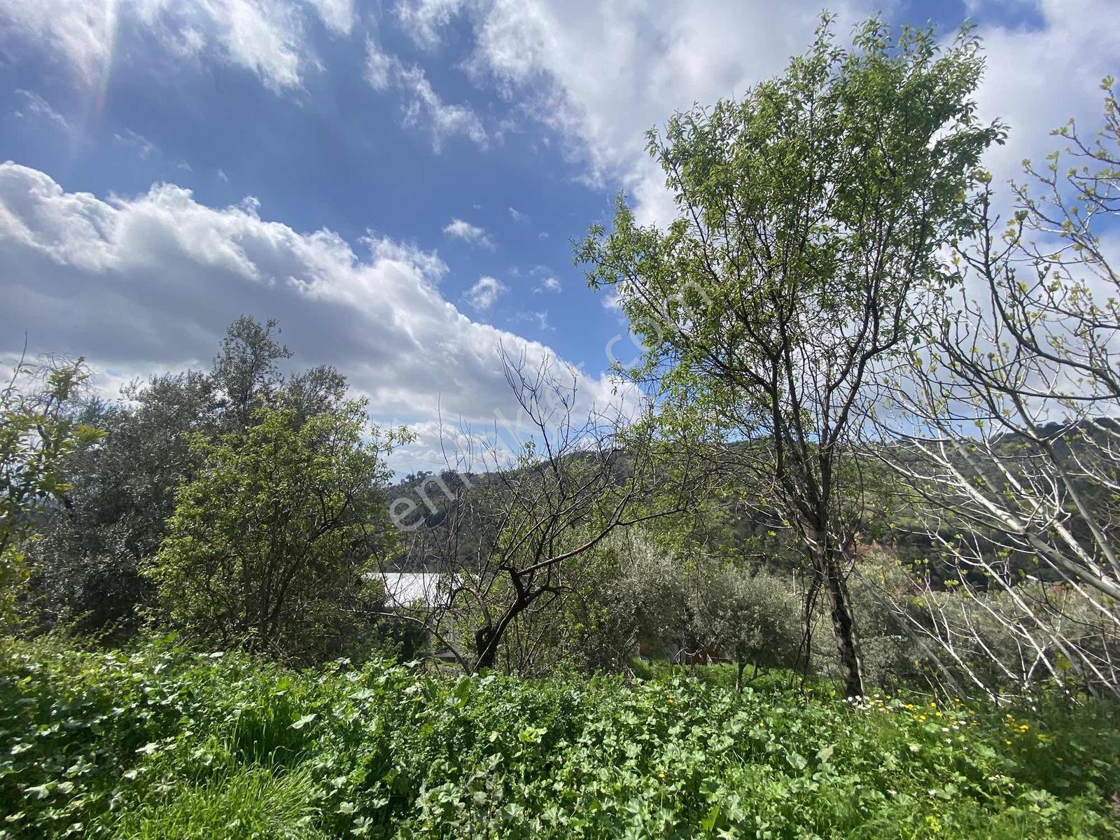 Aydın Efeler Yukarı Balıkköyde Satılık 1.616 M2 Meyve Bayçesi - Görsel 7
