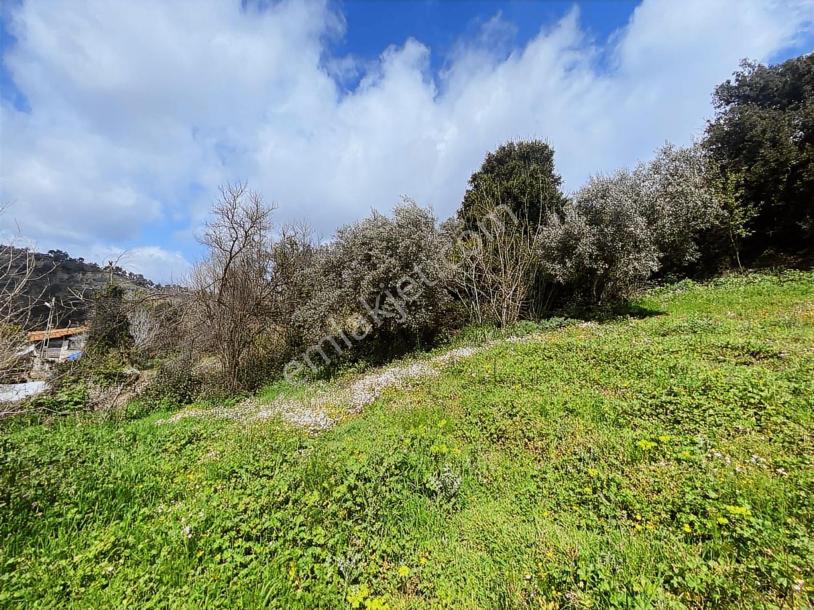 Aydın Efeler Yukarı Balıkköyde Satılık 1.616 M2 Meyve Bayçesi - Görsel 2