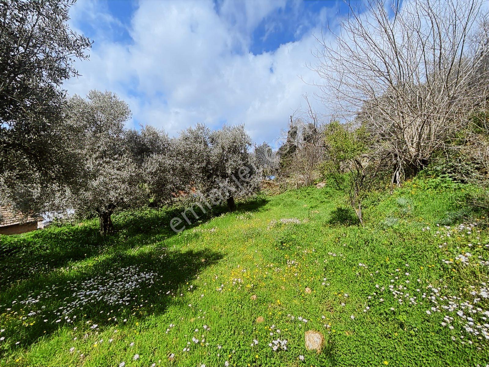 Aydın Efeler Yukarı Balıkköyde Satılık 1.616 M2 Meyve Bayçesi - Görsel 9