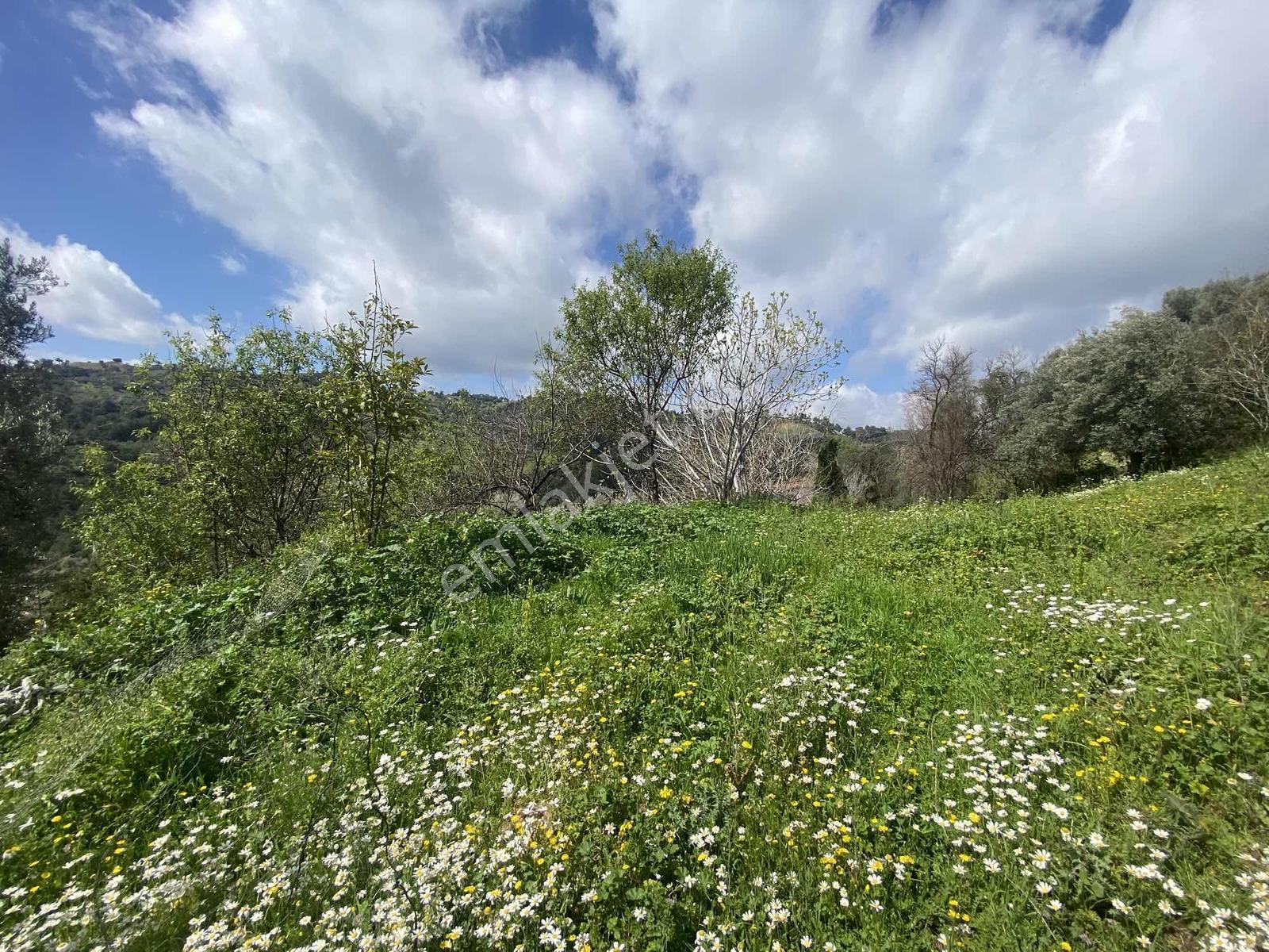 Aydın Efeler Yukarı Balıkköyde Satılık 1.616 M2 Meyve Bayçesi - Görsel 26